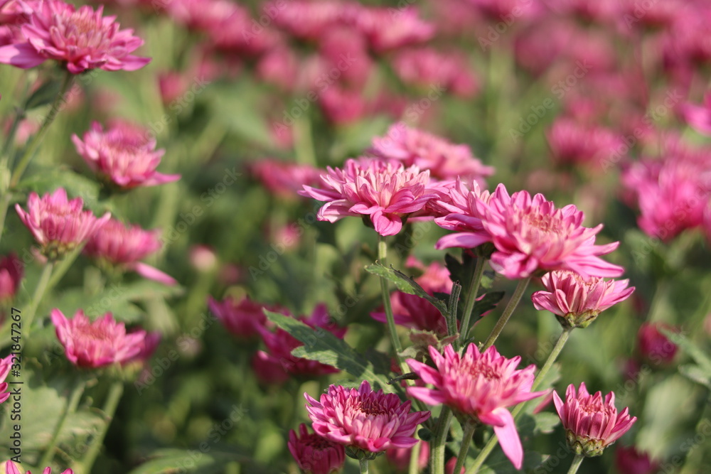 Beautiful flowers. Pink chrysanthemum, close up Beautiful flowers. Pink chrysanthemum, close up