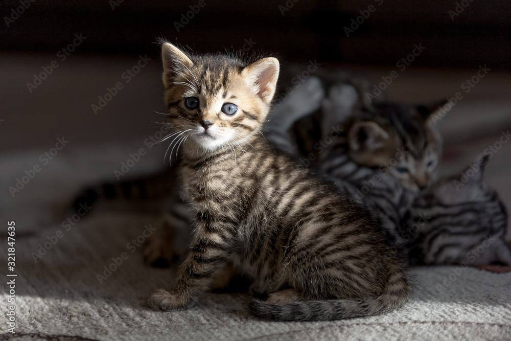 portrait of playful bengal one month old baby cat kitten lying on a fluffy brown carpet