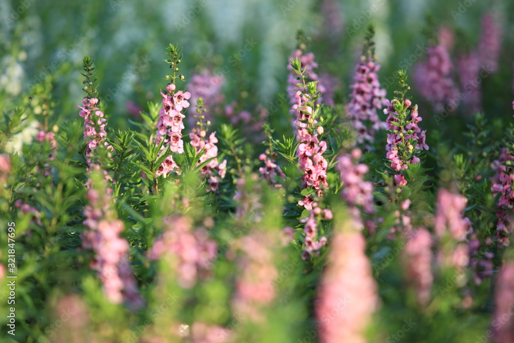 Fototapeta premium summer background with flower garden