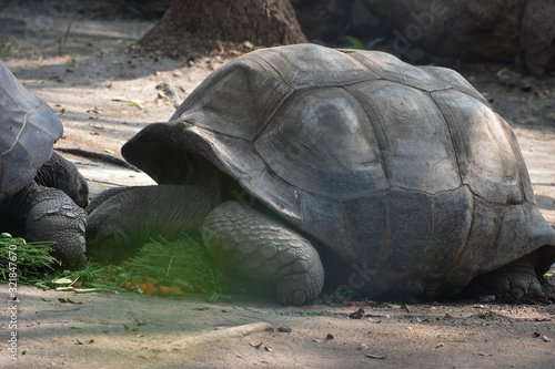 Giant turtle eating green grass in Bahadurpura Zoo