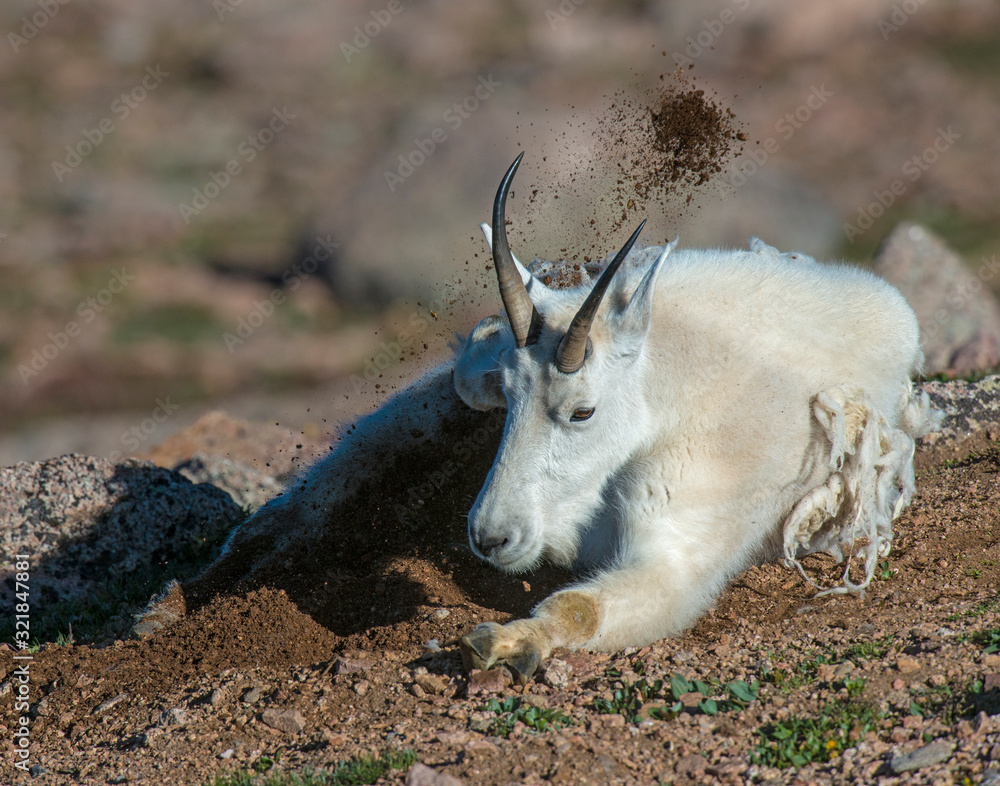 Mountain Goat in the Rocky Mountains digging in dirt to stay cool Mountain Goat in the Rocky Mountains digging in dirt to stay cool