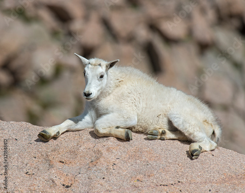 Mountain Goat in the Rocky Mountains