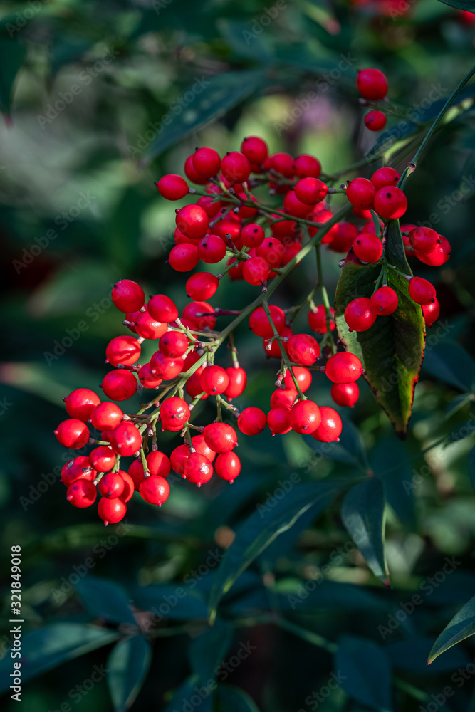 Fototapeta premium Bright red berries (Berberidaceae) on a green branch