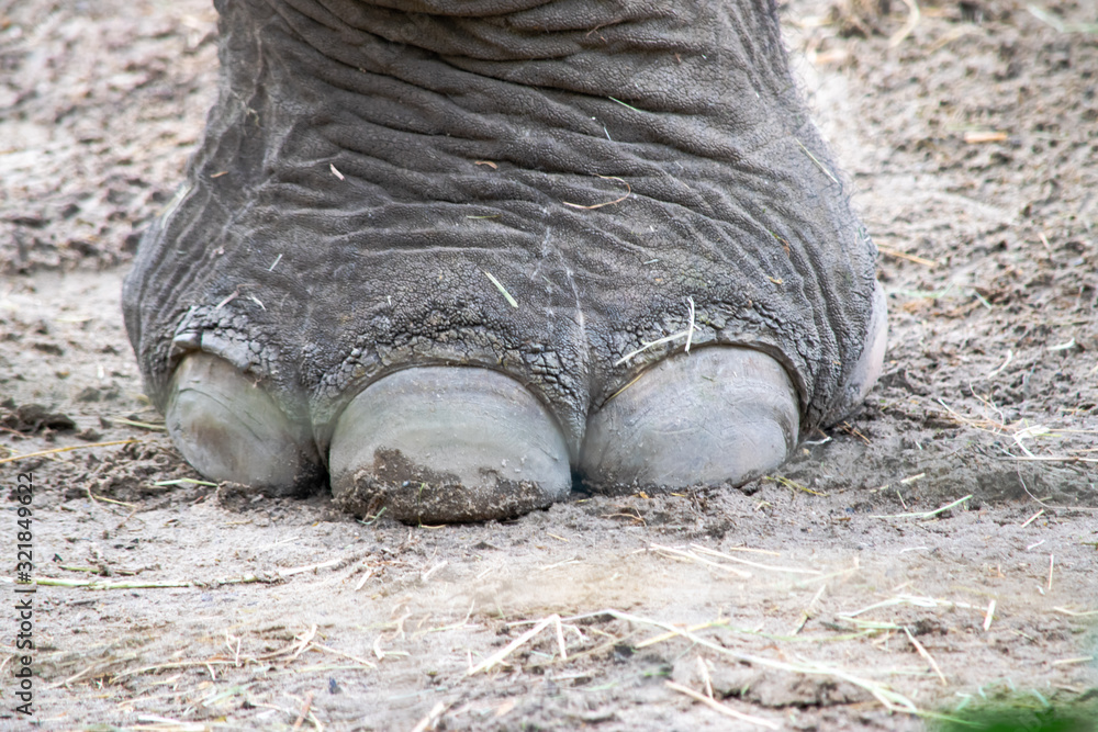Elephant leg close-up Elephant leg close-up