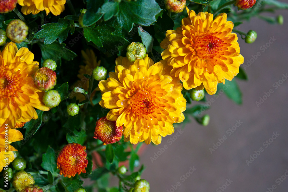 Close-up view of yellow chrysanthemums after the rain in the fall. Chrysanthemum flower in garden (autumn vivid background) Close-up view of yellow chrysanthemums after the rain in the fall. Chrysanthemum flower in garden (autumn vivid background)