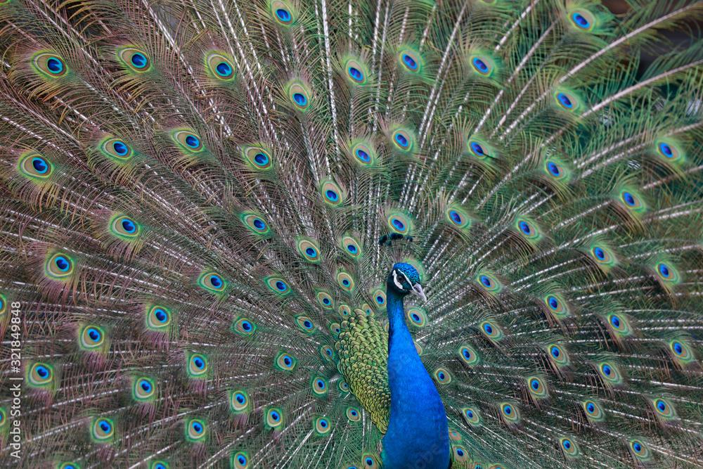 Naklejka premium peacock in a farm