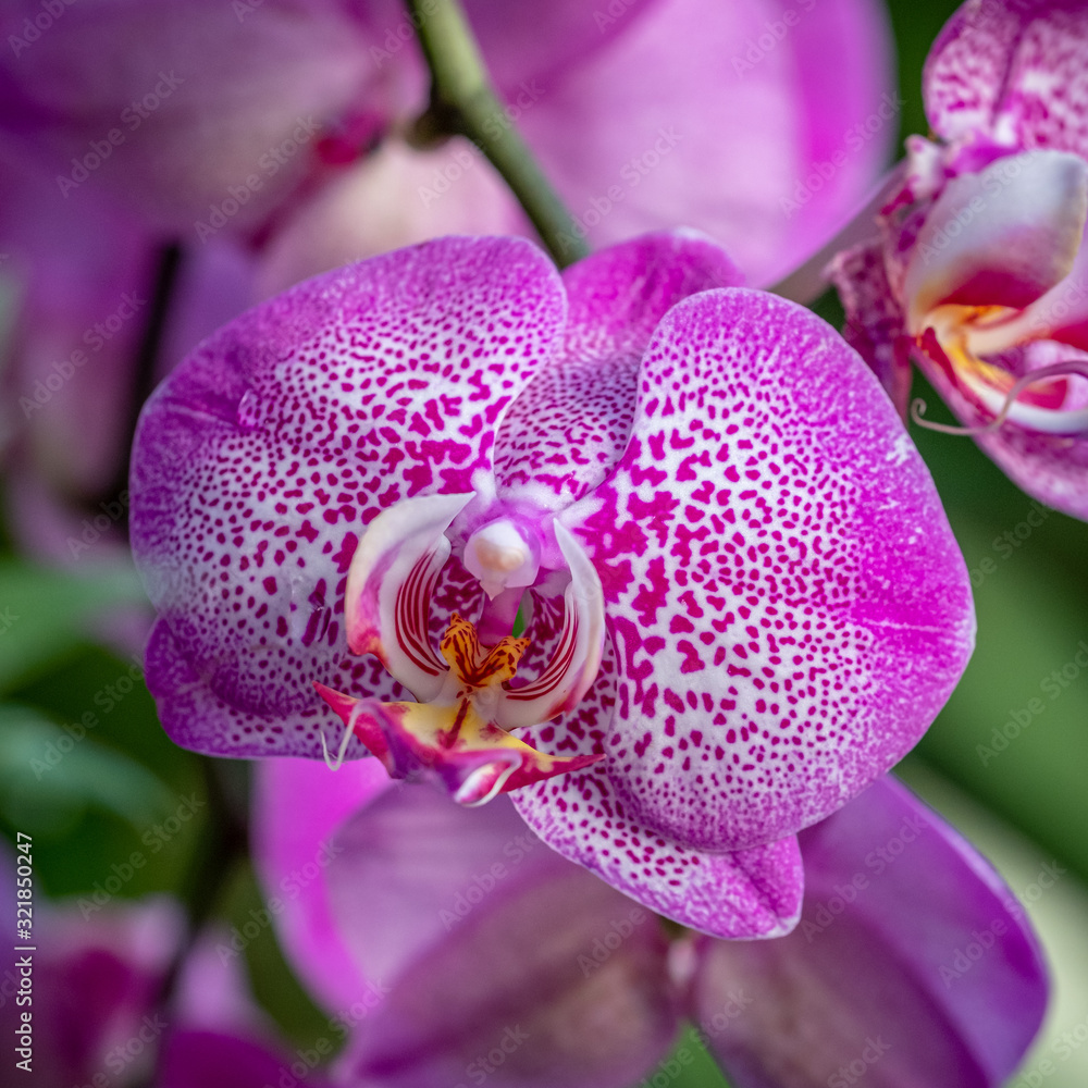 A closeup photo of bright speckled pink and white orchids A closeup photo of bright speckled pink and white orchids