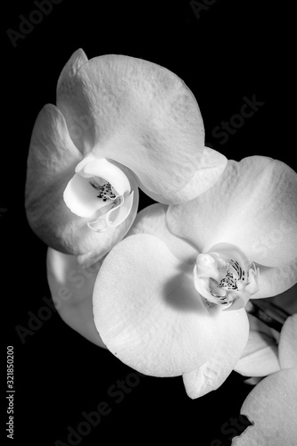 A black and white orchid photo