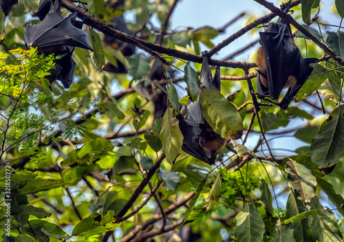 flying foxes hanging on a tree photo