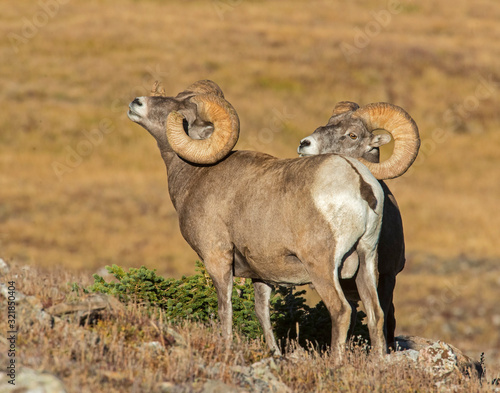 Bighorn Sheep in the Rocky Mountains