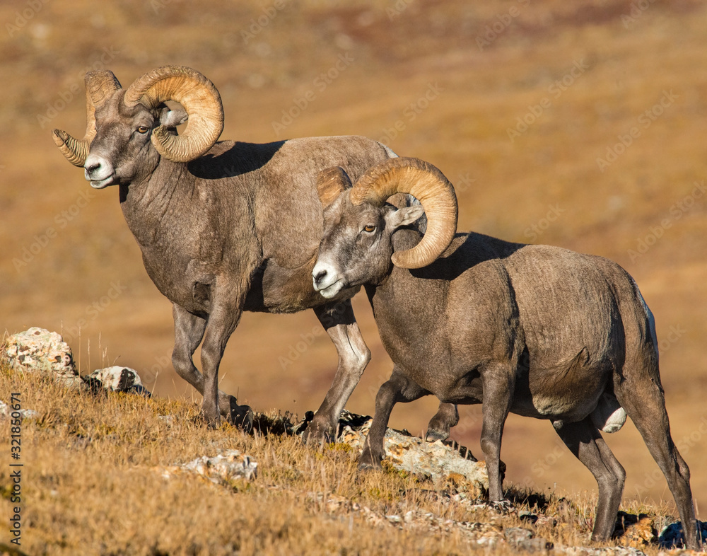 Naklejka premium Bighorn Sheep in the Rocky Mountains