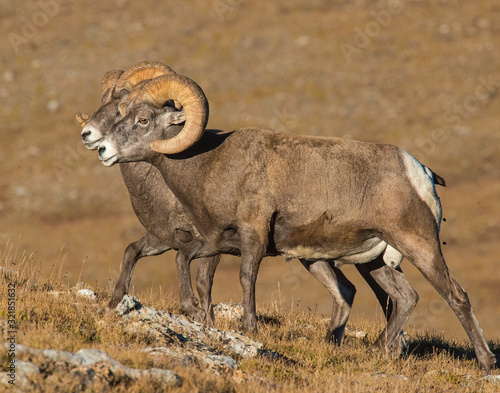Bighorn Sheep in the Rocky Mountains