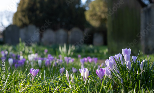 Crocuses growing in the graveyard at St Nicholas Church, on the River Thames at Chiswick in west London. UK