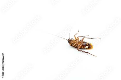 Dead cockroach isolated on white background.