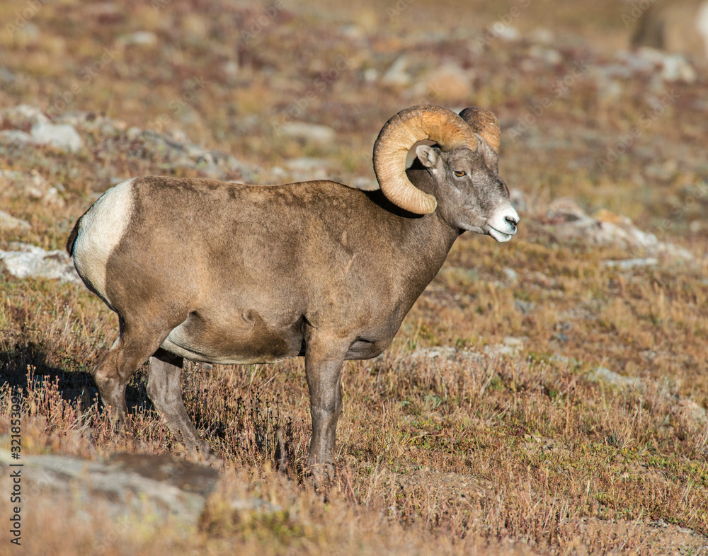 Bighorn Sheep in the Rocky Mountains Bighorn Sheep in the Rocky Mountains