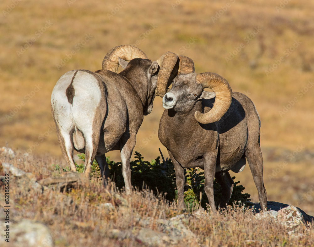 Obraz premium Bighorn Sheep in the Rocky Mountains