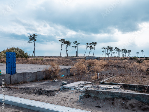 東日本大震災の被災地、荒浜地区に残っている松の木。
