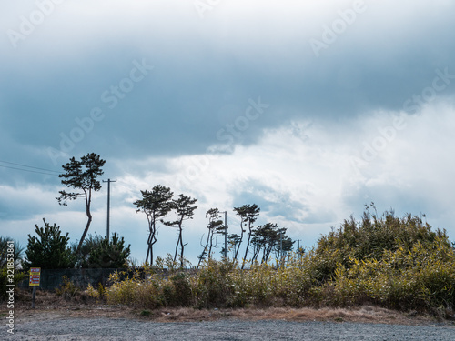 東日本大震災の被災地、荒浜地区に残っている松の木。