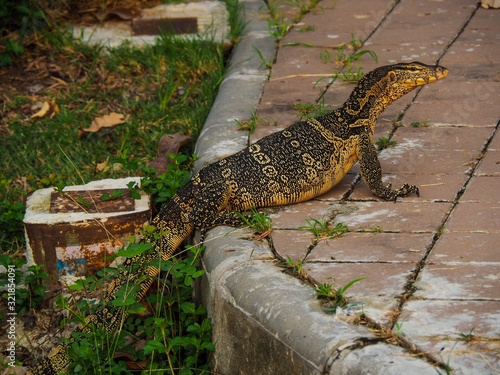 Varanus bengalesis.Reptiles medium at public park Bangkok, Thailand. photo