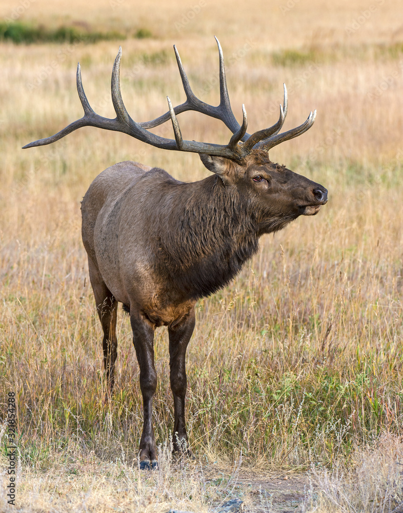 Fototapeta premium Bull Elk in Colorado