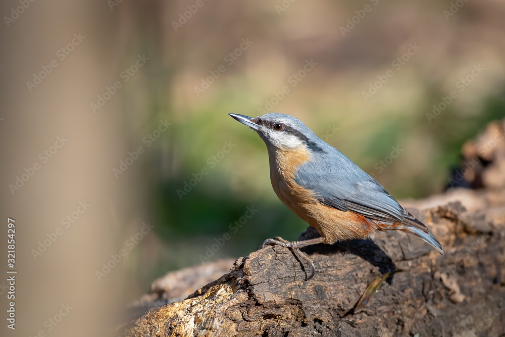 Eurasian Nuthatch - Sitta europaea Eurasian Nuthatch - Sitta europaea