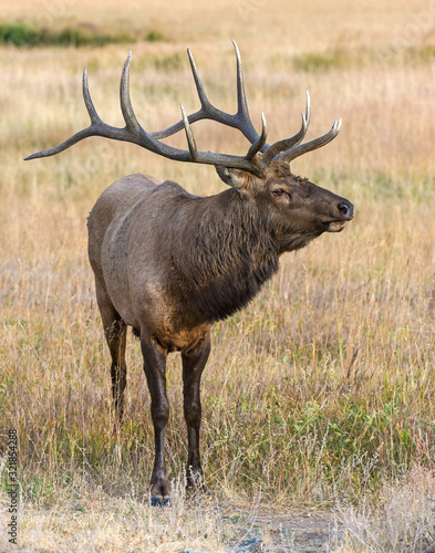 Bull Elk in Colorado