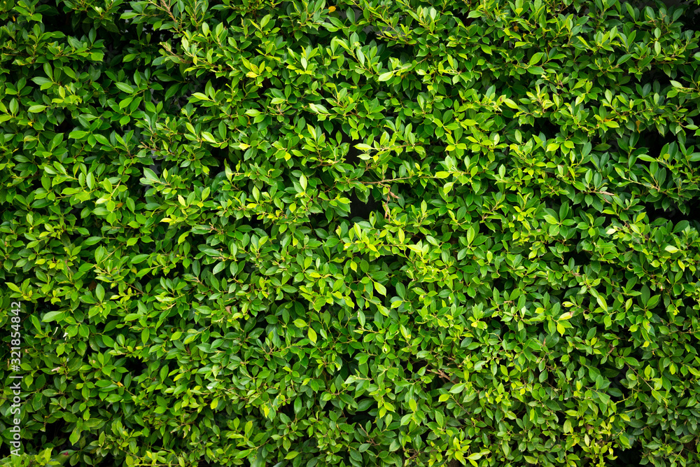 Green leaf wall texture background. Nature view of green plants. Environmental freshness wallpaper concept. Green leaf wall texture background. Nature view of green plants. Environmental freshness wallpaper concept.