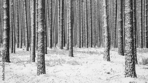 Fototapeta Naklejka Na Ścianę i Meble -  Snowy winter in forest