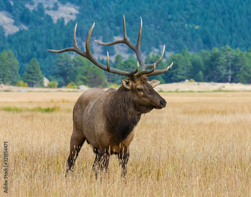 Bull Elk in the Rocky Mountains © David McGowen