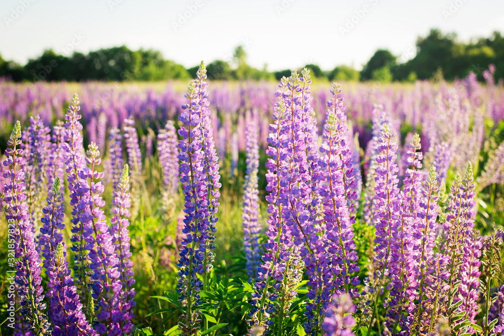Obraz premium Stunning landscape of blooming lupine flowers in the evening