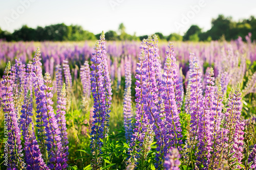 Stunning landscape of blooming lupine flowers in the evening