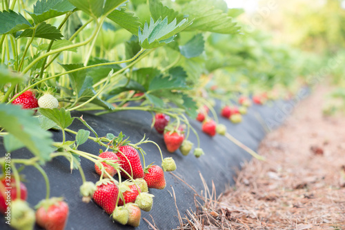 Fresh ripe strawberries on farm waiting to be picked photo