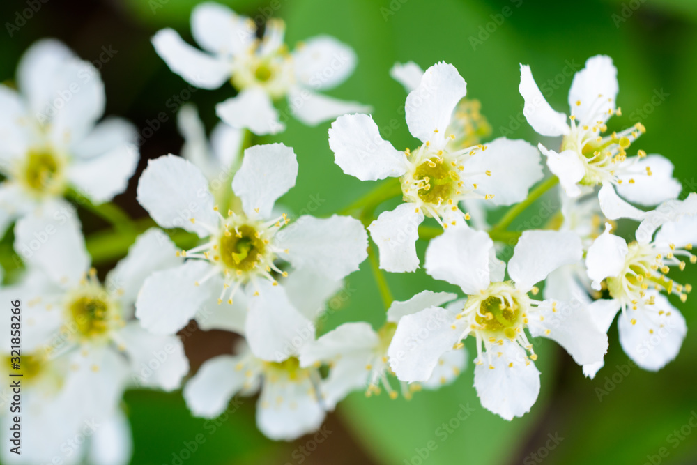 Blossoming bird cherry (Prunus padus) on the soft sunlight. Flowers bird cherry tree close-up. Macro Photo blooming hagberry (Mayday tree).