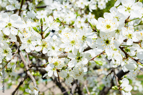 White Apple Flowers. Beautiful flowering apple trees. Background with blooming flowers in spring day. Blooming apple tree (Malus domestica) close-up. Apple Blossom.