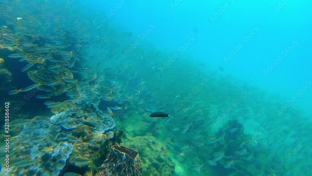 A moving underwater shot of a shoal of fish swimming together in the sea in Thailand. They move in unison, their bright colors adding a contrast to the blue sea. A moving underwater shot of a shoal of fish swimming together in the sea in Thailand. They move in unison, their bright colors adding a contrast to the blue sea.