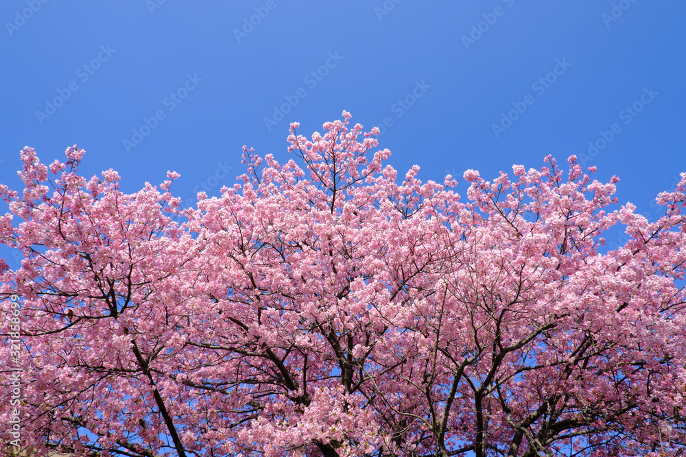 満開に咲いた立派な河津桜