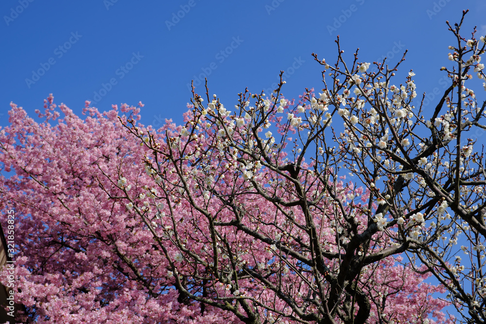 白い梅の花と河津桜の共存