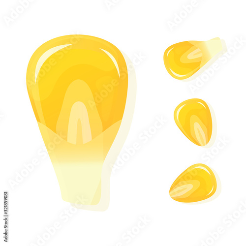 Seed corn, isolated on white background. Ripe corn. Vector illustration.