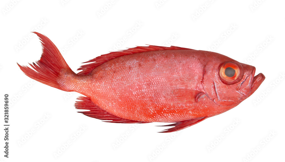 Obraz premium Red bigeye fish or red sea perch isolated on white, Priacanthus macracanthus