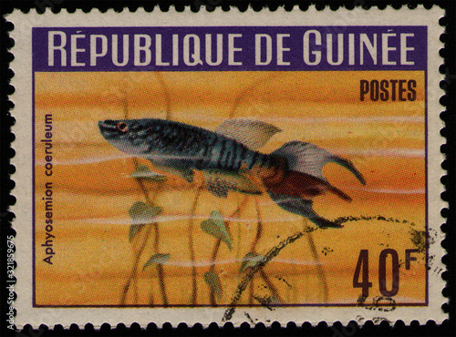 GUINEA - CIRCA 1964: post stamp 40 Guinean franc printed by Republic of Guinea, shows fish Blue Gularis (Aphyosemion caeruleum), african fauna, circa 1964 photo