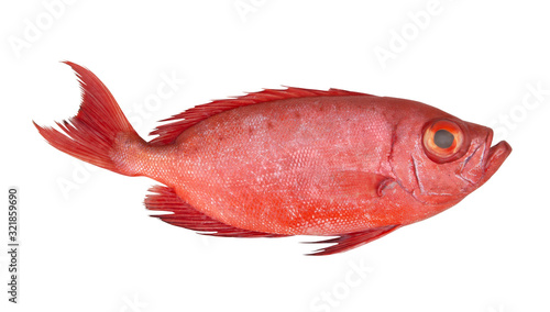 Red bigeye fish or red sea perch isolated on white, Priacanthus macracanthus
