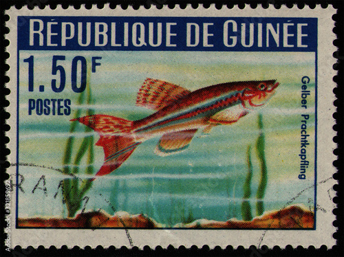 GUINEA - CIRCA 1964: post stamp 1.50 Guinean franc printed by Republic of Guinea, shows fish Yellow Gularis (Aphyosemion gulare), african fauna, circa 1964 photo