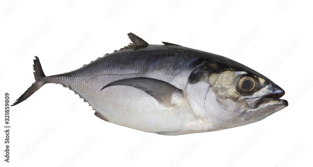 Pacific jack mackerel or Trachurus isolated on white background Pacific jack mackerel or Trachurus isolated on white background