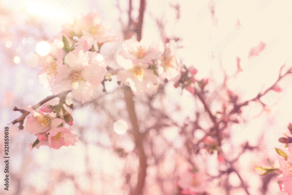 background of spring cherry blossoms tree. selective focus background of spring cherry blossoms tree. selective focus