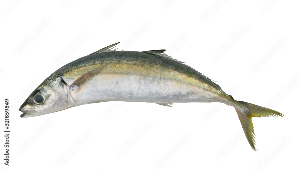 Round scad fish or mackerel scad isolated on white background, Decapterus Round scad fish or mackerel scad isolated on white background, Decapterus