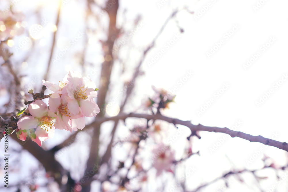 background of spring cherry blossoms tree. selective focus