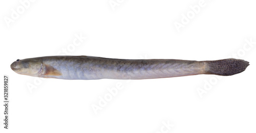 Fresh keo fish or spiny goby isolated on white background, Pseudapocryptes elongatus