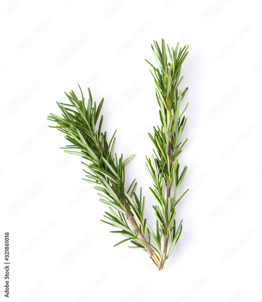 fresh rosemary on white background. Top view