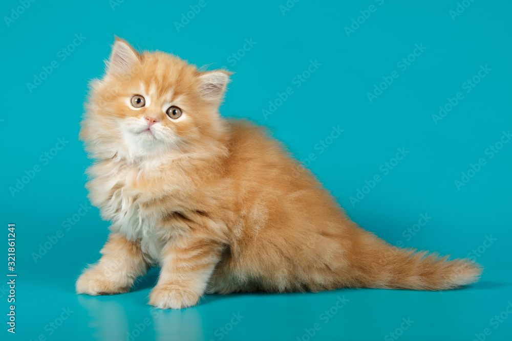 Fototapeta premium Studio photography of a scottish straight longhair cat on colored backgrounds