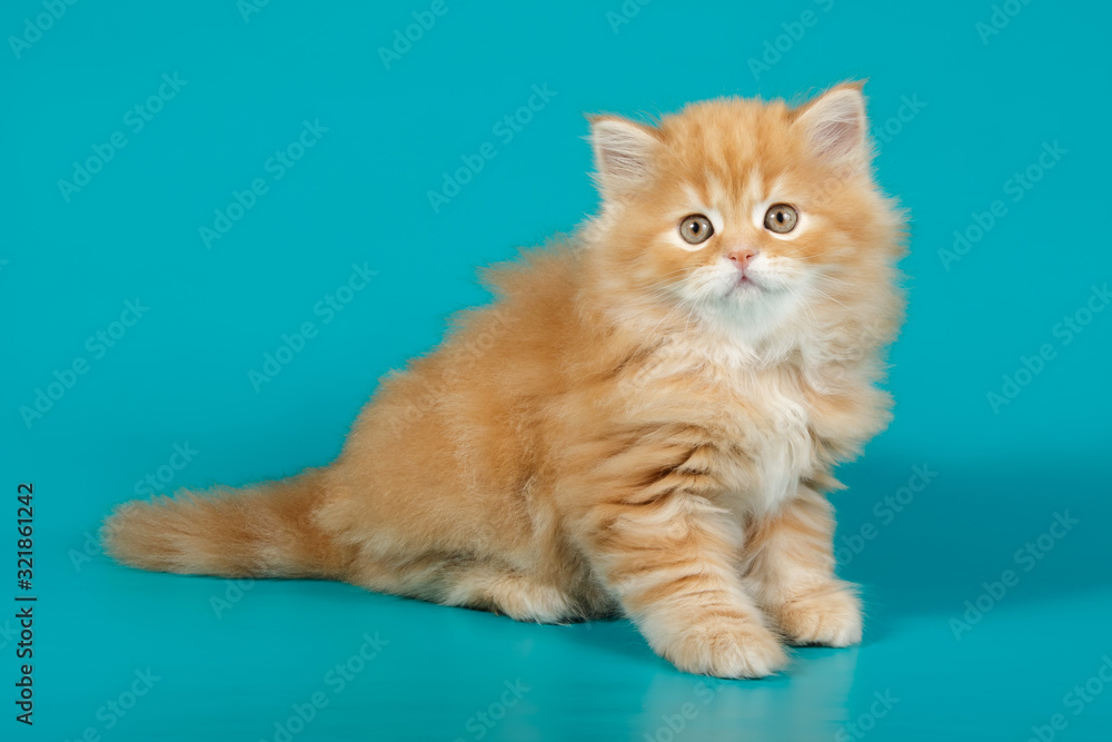 Obraz premium Studio photography of a scottish straight longhair cat on colored backgrounds
